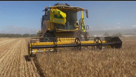 Al via la raccolta del grano nel Senese