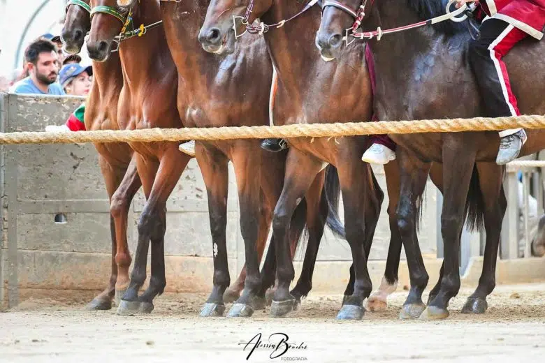 Palio 16 agosto 2026, firmate le prime ordinanze Cavalli al canape