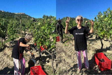Brunello 2026, al via la vendemmia: raccolti i primi grappoli