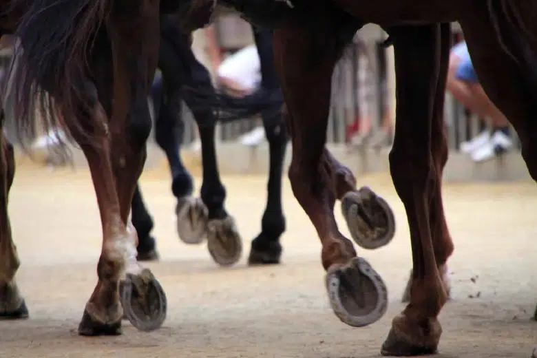 Protocollo Equino, definiti i criteri per l’assegnazione dei contributi