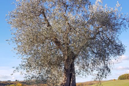 Castelnuovo Berardenga, la Camminata tra gli Olivi unisce natura, storia e olio nuovo