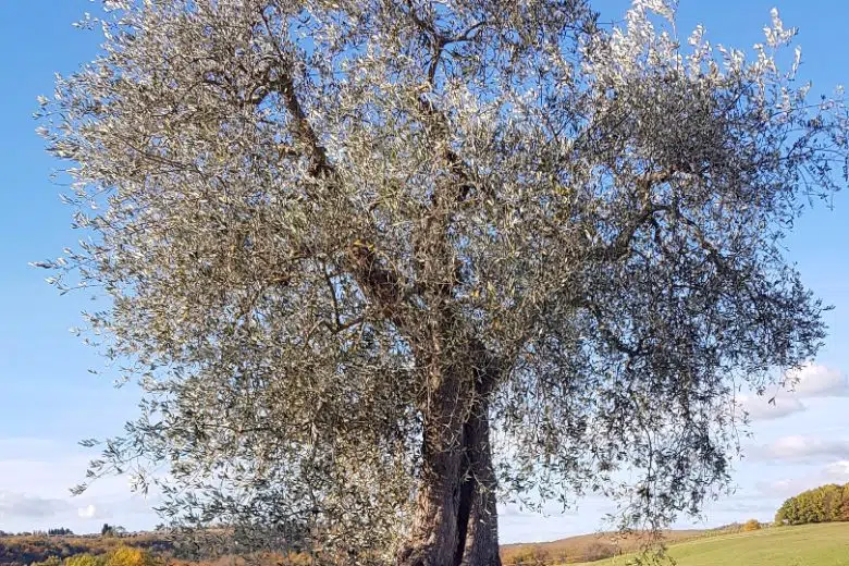 Castelnuovo Berardenga, la Camminata tra gli Olivi unisce natura, storia e olio nuovo
