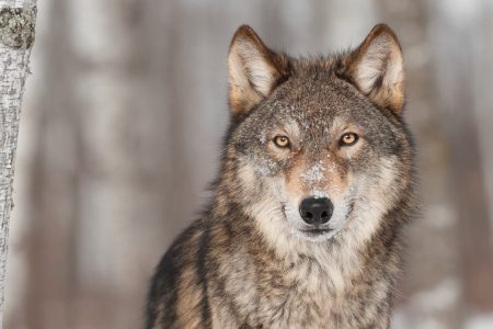 Lupi in Toscana, WWF contro i corsi riservati ai cacciatori