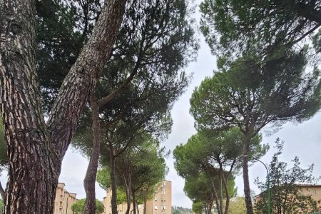 Siena, via Violante di Baviera e via delle Province: al via la sostituzione di 11 pini