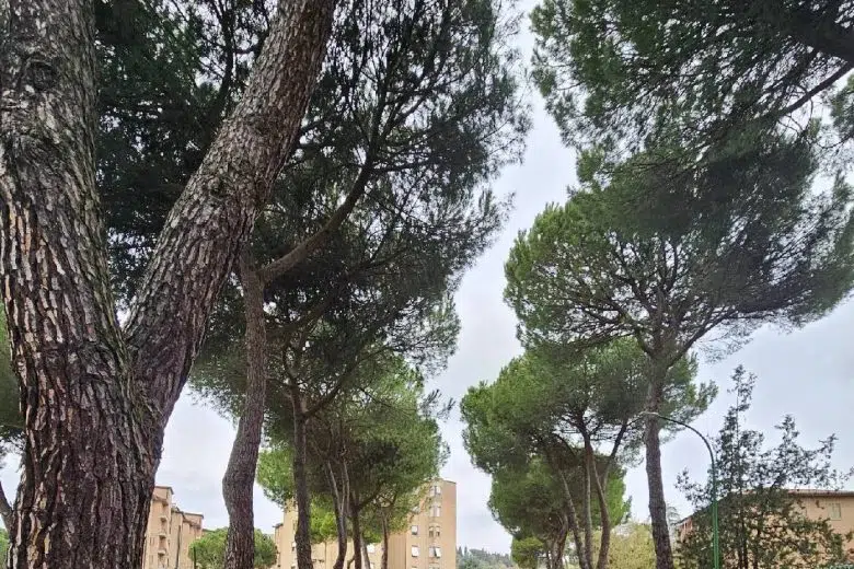 Siena, via Violante di Baviera e via delle Province: al via la sostituzione di 11 pini