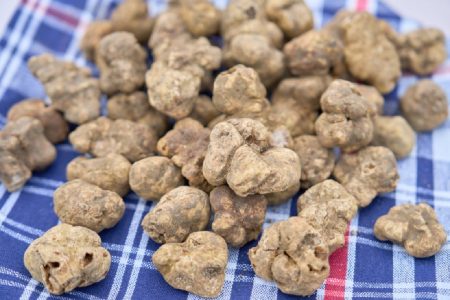 San Giovanni d’Asso celebra 40 anni di Tartufo Bianco