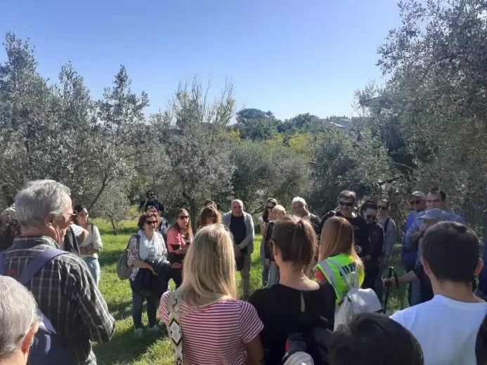 Montepulciano, torna la Camminata tra gli Olivi