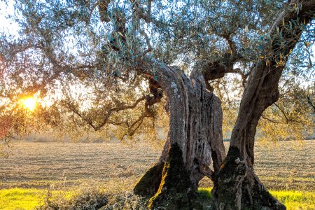 Olio toscano, il 2026 si annuncia tra le migliori annate