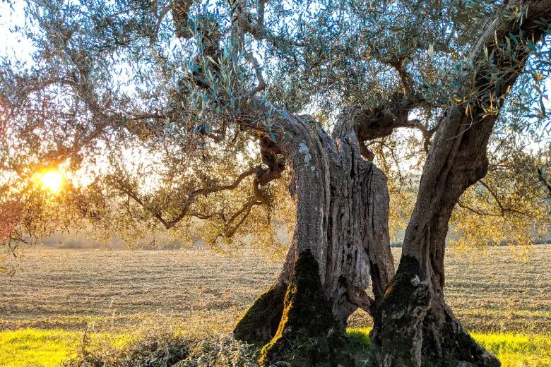 Olio toscano, il 2026 si annuncia tra le migliori annate