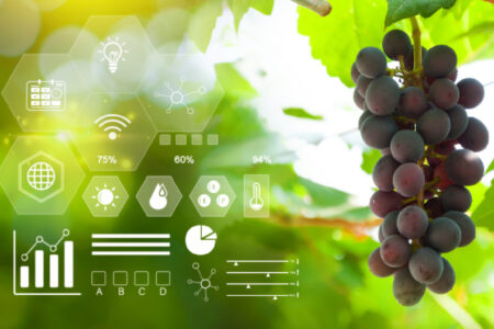 Vino e salute, la ricerca parte dalla biodiversità dei vigneti