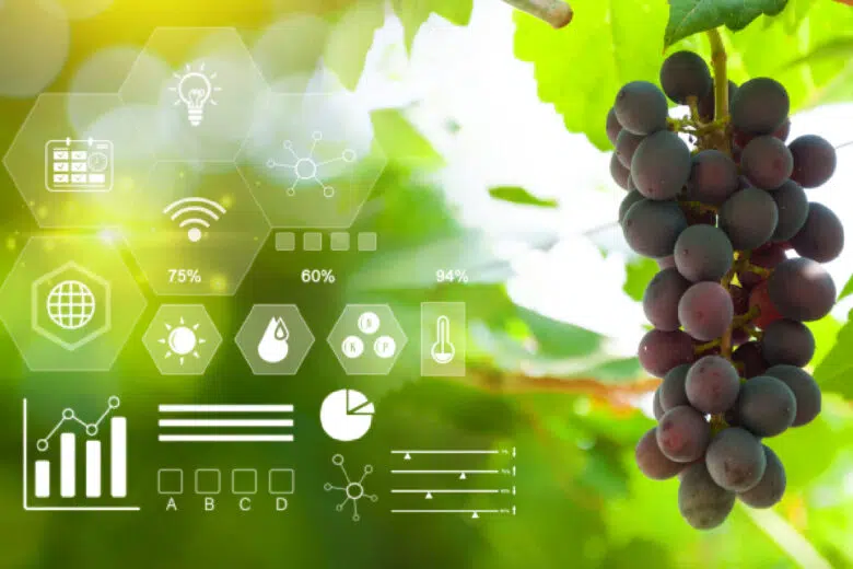 Vino e salute, la ricerca parte dalla biodiversità dei vigneti
